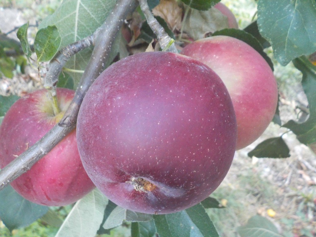 images/stories/virtuemart/product/Arkansas Black8